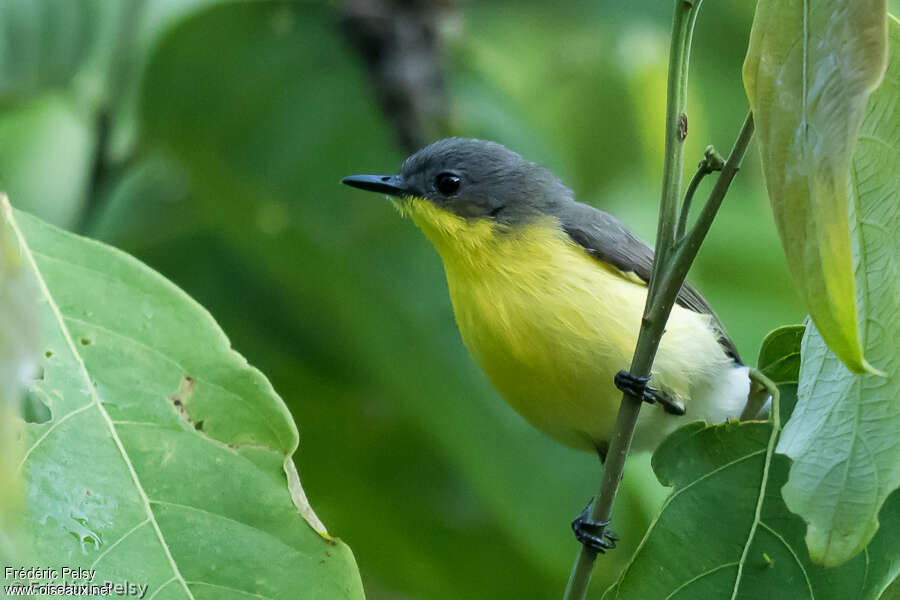 Golden-bellied Gerygoneadult