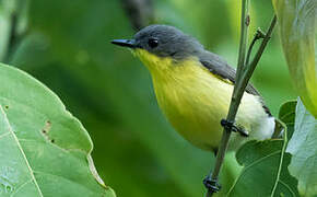 Golden-bellied Gerygone