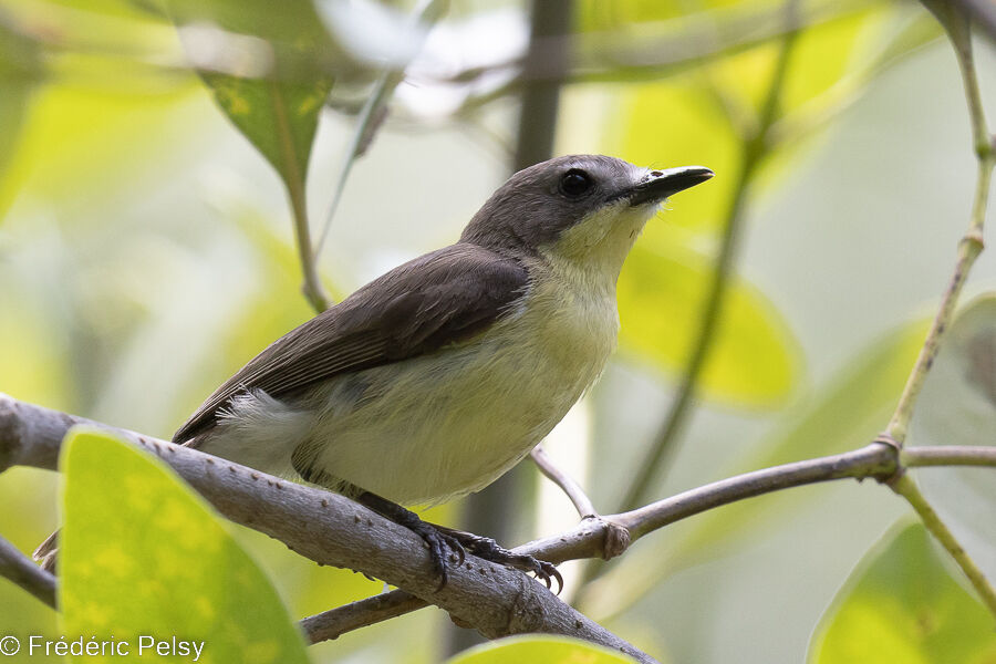 Golden-bellied Gerygone