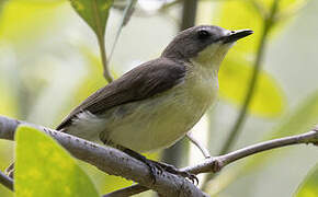 Golden-bellied Gerygone