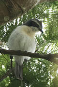 Bocage's Bushshrike