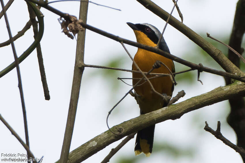 Many-colored Bushshrikeadult, identification