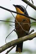 Many-colored Bushshrike