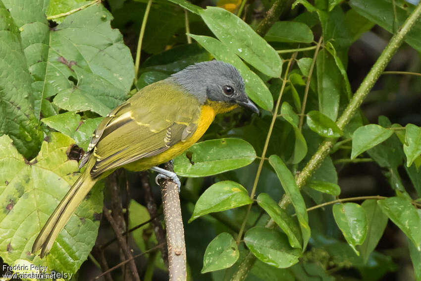 Many-colored Bushshrikejuvenile, identification