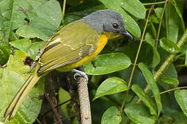 Many-colored Bushshrike