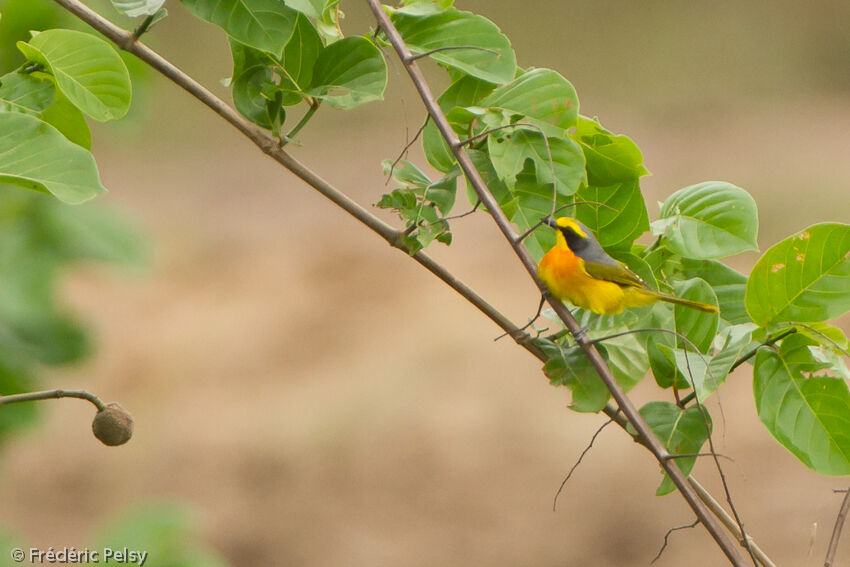 Orange-breasted Bushshrikeadult