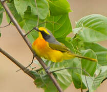 Orange-breasted Bushshrike