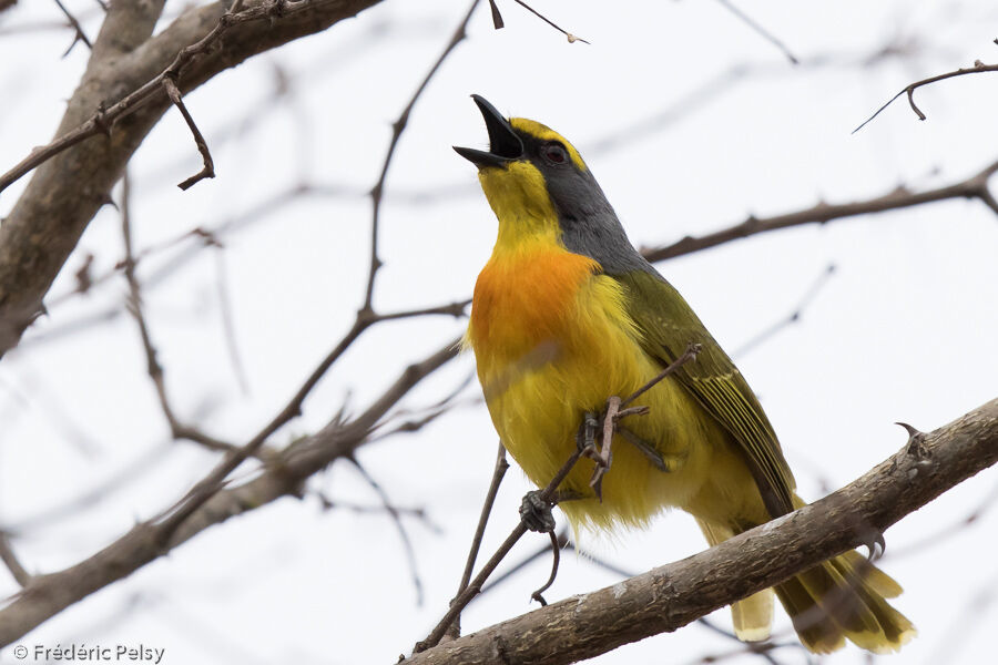 Orange-breasted Bushshrikeadult, song