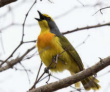 Orange-breasted Bushshrike