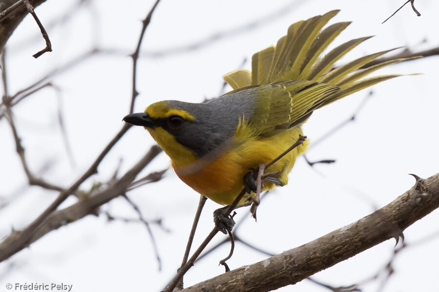 Orange-breasted Bushshrike, courting display