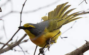 Orange-breasted Bushshrike