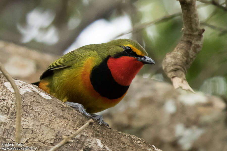 Gorgeous Bushshrike male adult