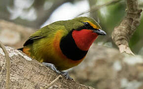 Gorgeous Bushshrike