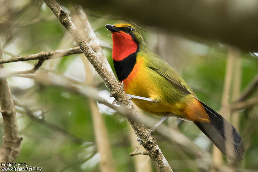 Gorgeous Bushshrike male adult, identification