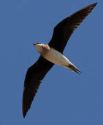 Black-winged Pratincole