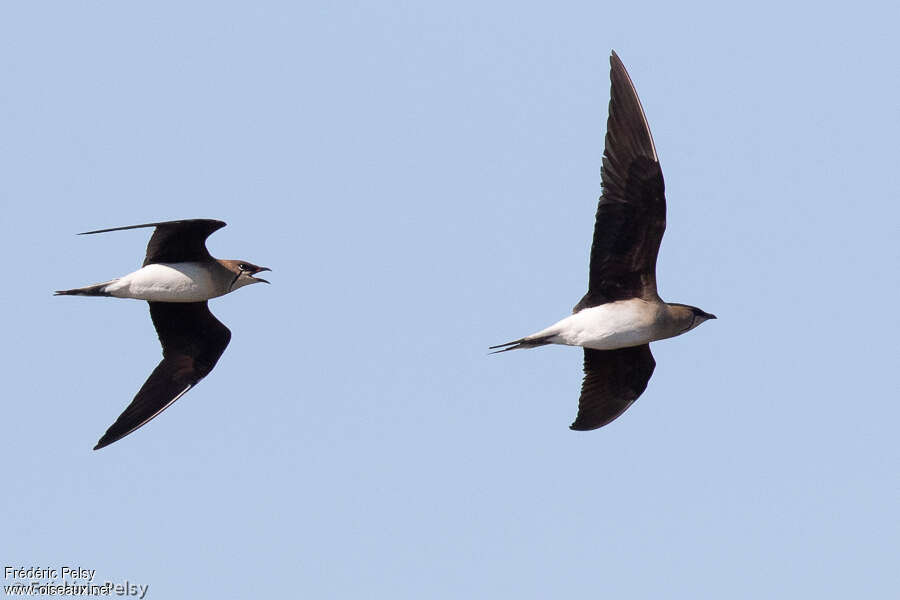 Black-winged Pratincoleadult breeding, Flight