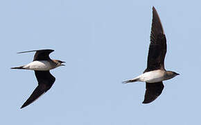 Glaréole à ailes noires