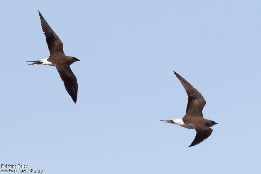 Black-winged Pratincoleadult, pigmentation, Flight