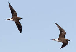 Glaréole à ailes noires