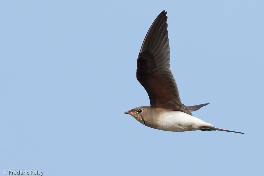 Collared Pratincole, Flight