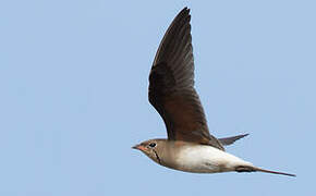 Collared Pratincole