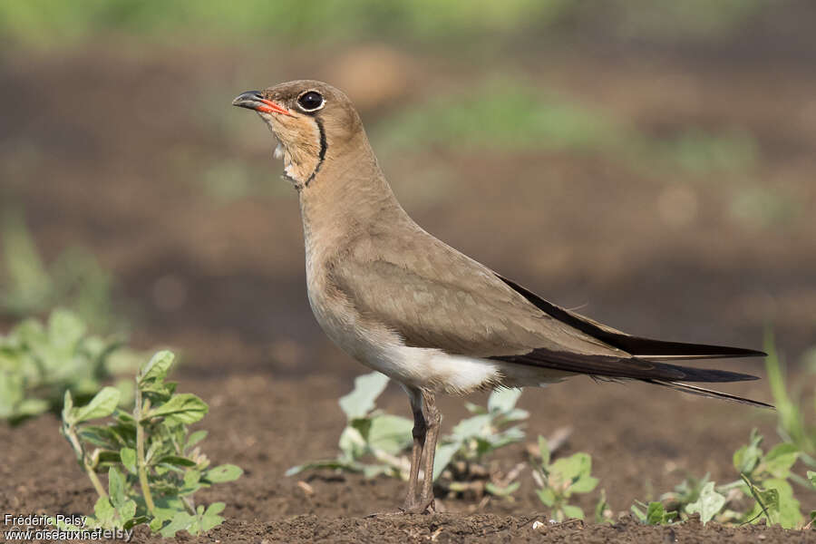 Collared Pratincoleadult post breeding, identification