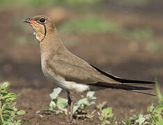 Collared Pratincole