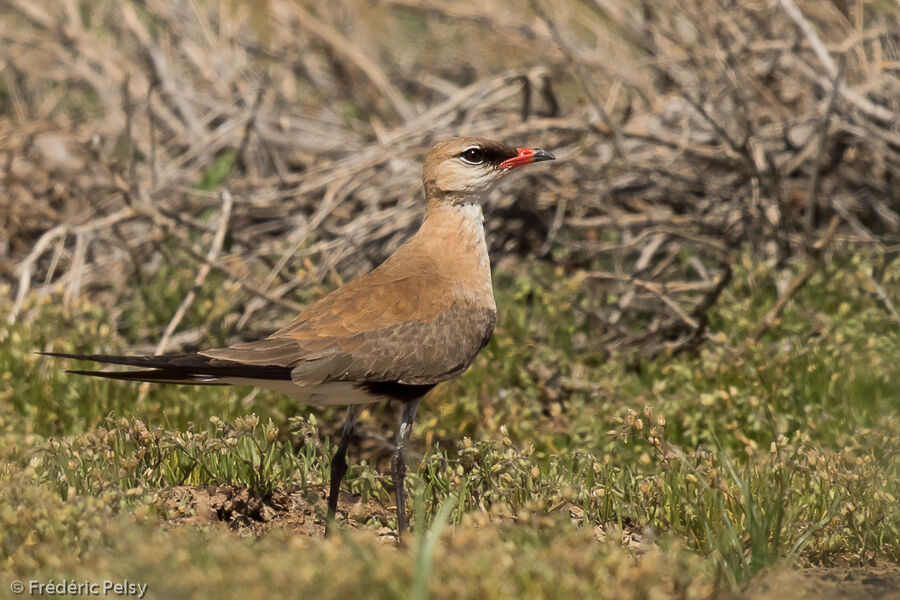 Australian Pratincole