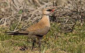 Australian Pratincole