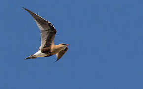 Australian Pratincole