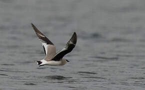 Small Pratincole