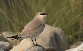 Small Pratincole