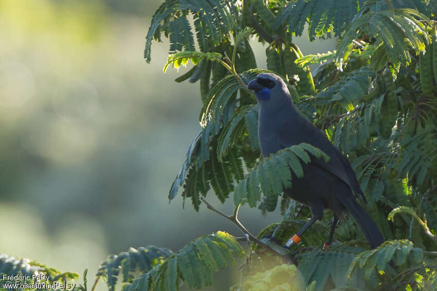 North Island Kokakoadult