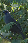 North Island Kokako