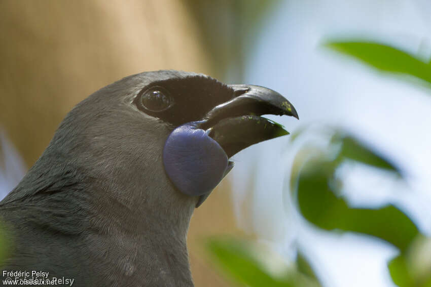 North Island Kokakoadult, close-up portrait