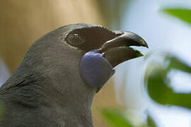 North Island Kokako