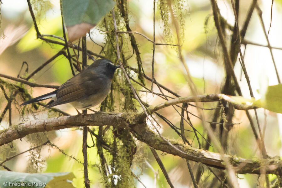 Rufous-gorgeted Flycatcher