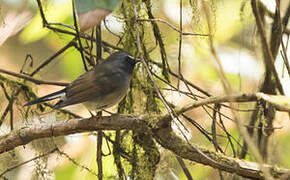 Rufous-gorgeted Flycatcher