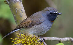 Gobemouche à bavette orange