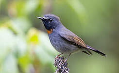 Gobemouche à bavette orange