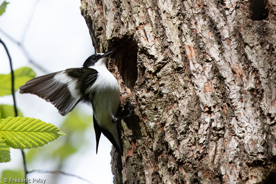 Collared Flycatcher male adult