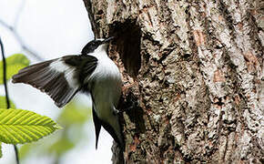 Collared Flycatcher