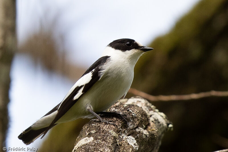 Collared Flycatcher male adult