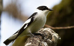 Collared Flycatcher