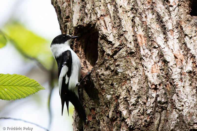Collared Flycatcher male adult, Reproduction-nesting