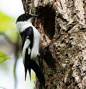 Collared Flycatcher