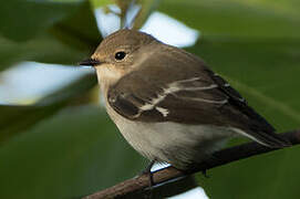 Semicollared Flycatcher