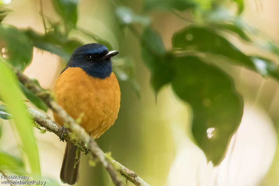 Blue-fronted Blue Flycatcher male adult