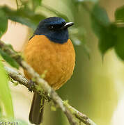 Blue-fronted Blue Flycatcher