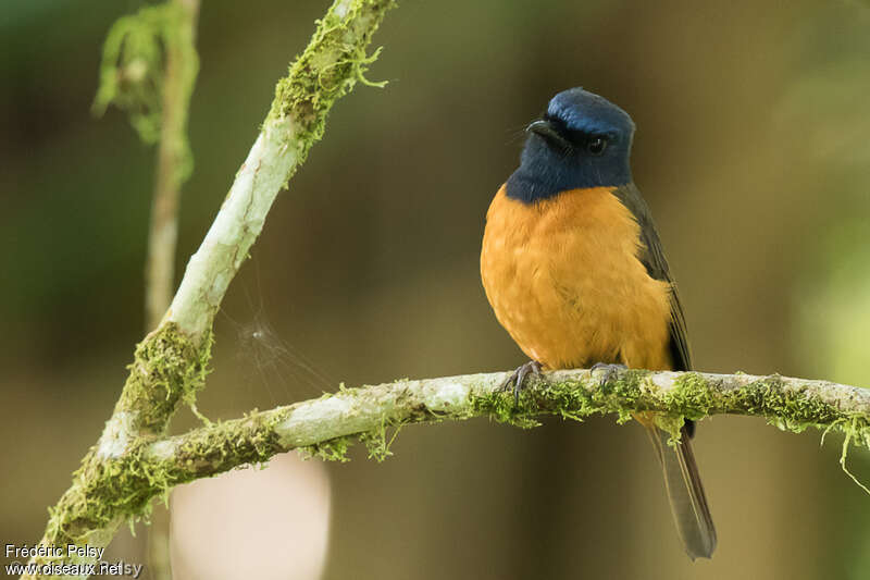 Blue-fronted Blue Flycatcher male adult